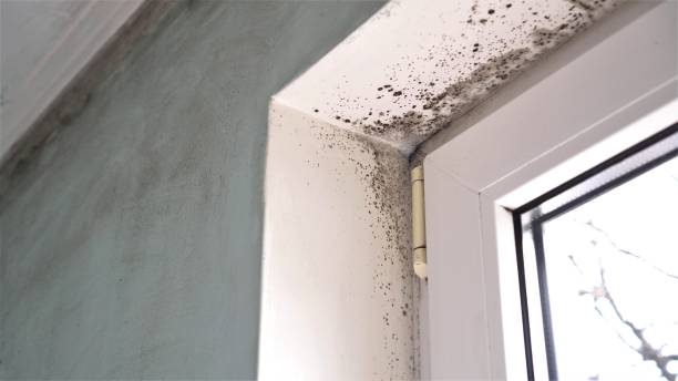 Best Residential Mold Removal  in Middleton, WI