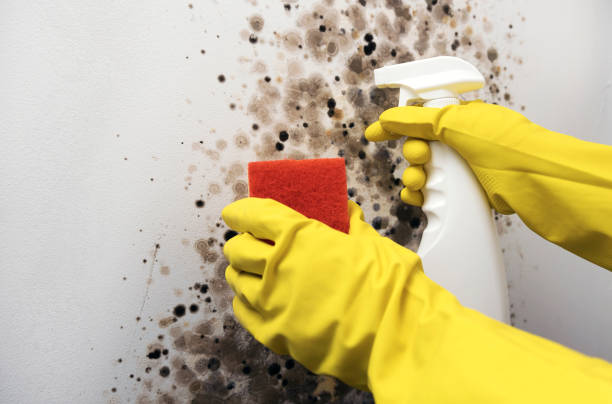 Best Crawl Space Mold Removal  in Middleton, WI