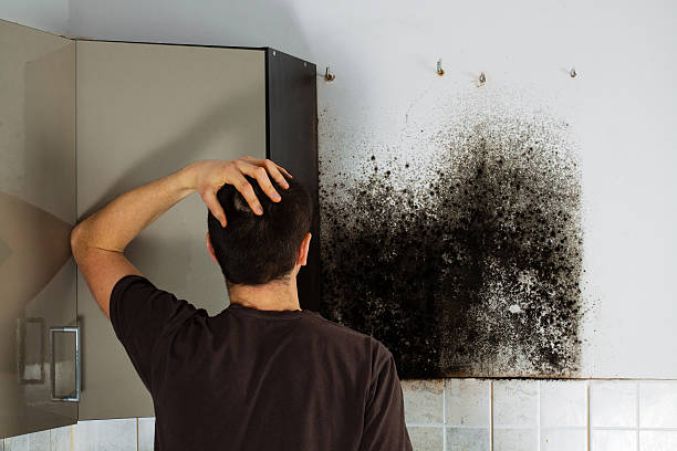 Best Home Mold Removal  in Middleton, WI