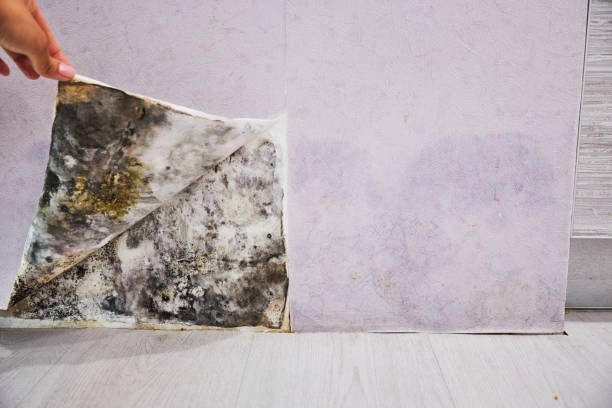 Best Mold Testing and Removal  in Middleton, WI